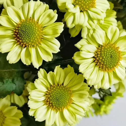 semillas de margarita - lugares soleados semillas de silvestres balcón otoño orgánicas en decoración jardín 750pcs