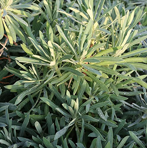 Zypressen Wolfsmilch Wulfen - Euphorbia characias - lebende Gartenpflanze aus den Baumschulen