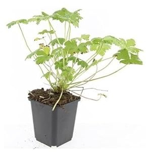 Bodendecker - Balkan-Storchschnabel - Geranium macrorrhizum 'Czakor' - 9cm Topf - Set mit 12 Pflanzen