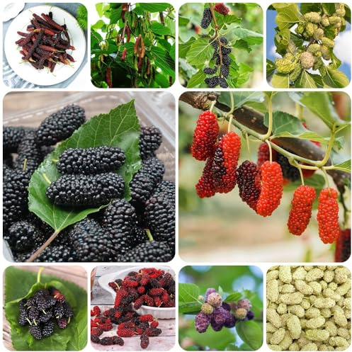 Semi di gelso - regali per giardinieri Semi di gelso - esotiche da serre da balcone da colonnari resistenti colonnare 550pcs