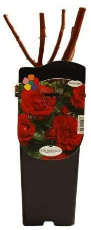 Rosal Grande de Exterior con Flores de Color Rojo