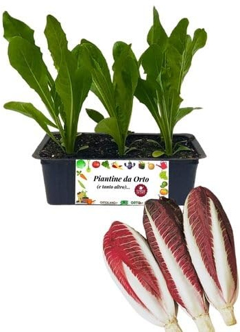 P. Piantine da Orto | Radicchio Chioggia Tardivo, Kit 9 Piantine, Pianta Pronta per il Trapianto, Pianta Vera da Orto, da Balcone e da Esterno, Vivaio Italiano