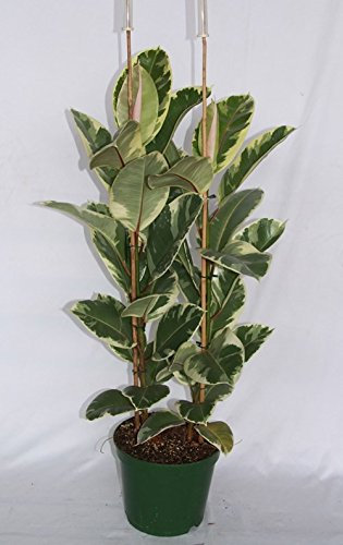 Ficus Elastica Tineke (70-90 cm) (2 varas) - Planta viva de interior