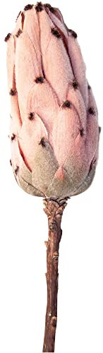 matches21 Zuckerbusch Protea Blüte Kunstblume Kunstpflanze Dekoblume Kunststoff 1 STK Ø 7x13x51 cm Hellrosa