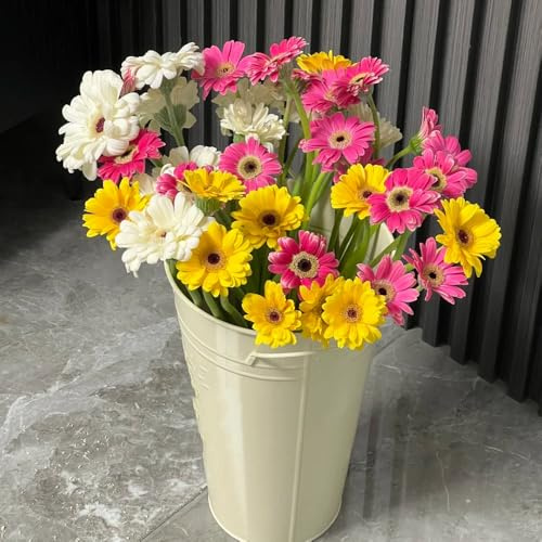 Semillas de gerbera perenne perenne resistente que cubre el suelo - Serie Raras - de balcón semillas silvestres perennes resistentes 150pcs