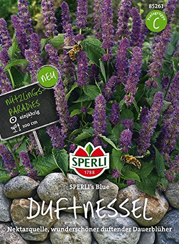 Nützlingsparadies, 'Duftnessel Blue'