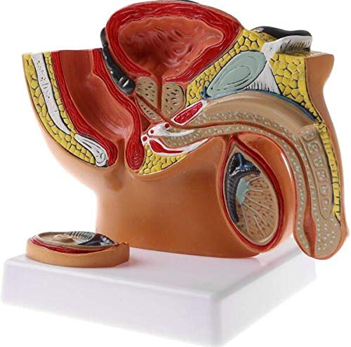 Pelvis masculina natómica Modelo 1: 2 Mini modelo anatómico sagital de la pelvis masculina humana, testículos, próstata, sistema urinario para exhibición de estudio anatómico