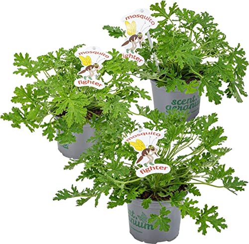 DECOALIVE Plantas Repelentes de Insectos Set de 3 Geranios Antimosquitos Aroma Limón o Citronela, Verde