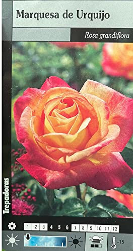 Garden Center Shop | Rosal Trepador Marquesa de Urquijo 20-180 cm | Flores Bicolores Rojo y Amarillo | Planta Trepadora para Exterior | Jardín, Pérgolas y Enrejados