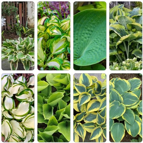 funkien hochbeet balkon deko topfpflanzen draußen winterhart biosaatgut gartenkräuter winterharte stauden mehrjährig pflanztopf sommerblumen dachbegrünung mehrjährige blumensamen 650samen