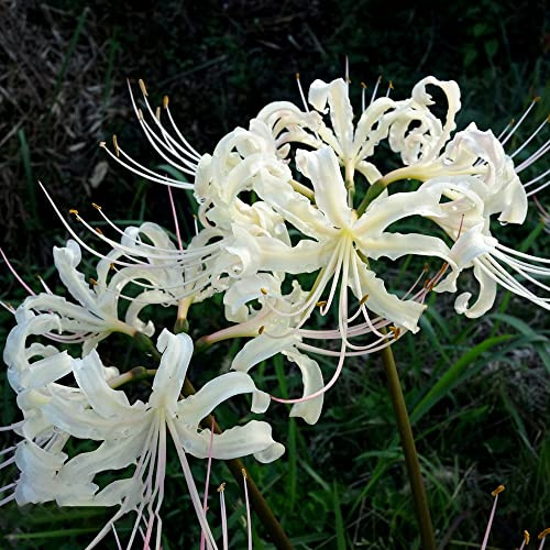 Lirio araña - Lycoris radiata de jardín balcón decoración balcón 3bulbos