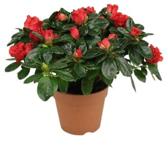 Flor de Azalea DECOALIVE Un Elemento de Decoración Único y Exclusivo Natural en Casa y Oficina