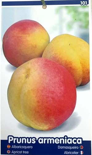 ÁRBOL FRUTAL ALBARICOQUERO MAYERO M25 120-150 CM PARA EXTERIOR