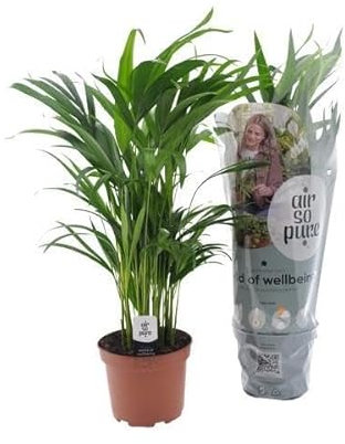 Goldfruchtpalme – Dypsis Lutescens – Zimmerpflanze – Ø17cm – Höhe 65cm – elegante Innenraumbegrünung