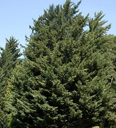 Leyland Zypresse 40-60cm - Cupressocyparis Leylandii - lebende Gartenpflanze aus den Baumschulen