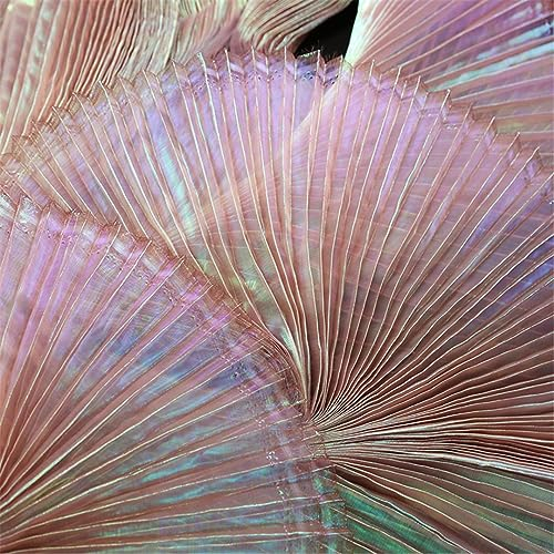 Plissee-Stoffe Für Anzug, DIY-Design, Bühnenform, Modisches Material, Hintergrund-Dekor, Falten-Mesh-Stoff Am Laufenden Meter shell pink Straighten 1X1.45 M