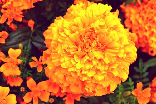 Tagetes (Tagetes erecta) ´Aufrechte Studentenblume´ Samen. (5000 Samen = 13,0g)