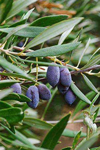 Pianta di Ulivo Albero di Olivo varietà Nocellara del Belice Età 2 anni Pianta da esterno di Ulivo o Olea Europea Pianta vera da mangiare di Ulivo o Olivo venduta da eGarden.store