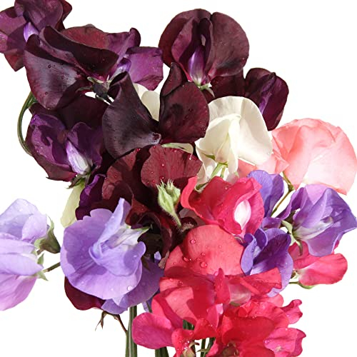 Sweet Pea Plant, 'Old Fashioned Scented Mix', 3 x Full Plants in 9cm Pots, Sweet Peas, Garden Ready, Premium Quality Flowers