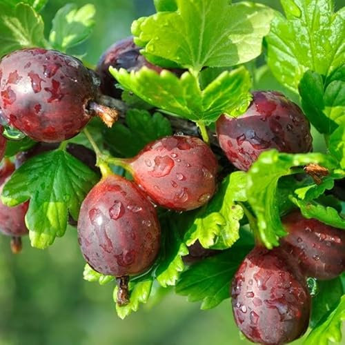 Plant Theory Gooseberry Hinnonmäki Röd Fruit Bush Ribes Fruiting Berry Shrub Plant 3L Pot