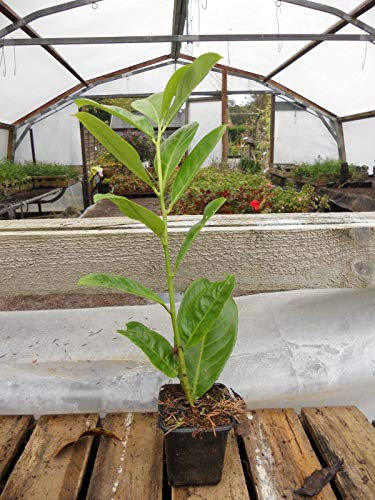 Portal Cool Laurel Cerezo Copertura Delle Piante Prunus Laurocerasus en Maceta de 9 cm