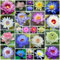 50/100 Semillas Flor de Loto, Semillas de Flor de Loto para Agua, Bonsai Mixtas Semillas de Loto, Plantas Perennes, Plantas Acuáticas para Decoración de Interiores y Jardines