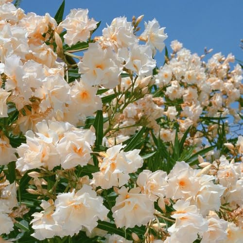 semillas de adelfa - las son resistentes de jardín para hombres, semillas perennes jardín decoracion las 30pcs
