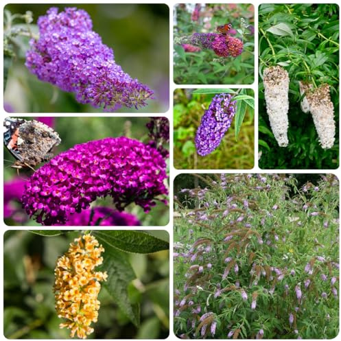 semi di lillà farfalla, farfalle buddleia -Buddleja da balcone, resistenti 500pcs