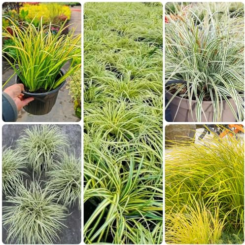 Carex oshimensis gartenpflanzen für draußen winterharte kübelpflanzen terrassenpflanzen büropflanzen seltene outdoor ziergräser sichtschutz winterfeste schattenpflanzen garten 300samen