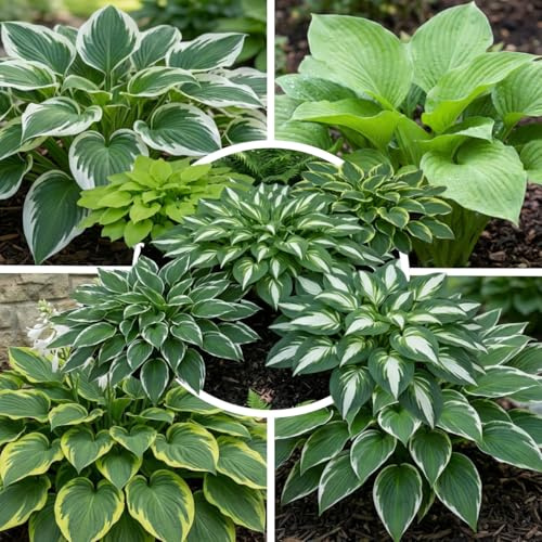 FLORIUM Collection Jardin Premium Hosta Vivace, Mélange d'Hosta issu de 10 Hybrides en 10 Variétés, Grands Plants de Funkia Rustiques, Vivaces à Racines Nues de Hollande