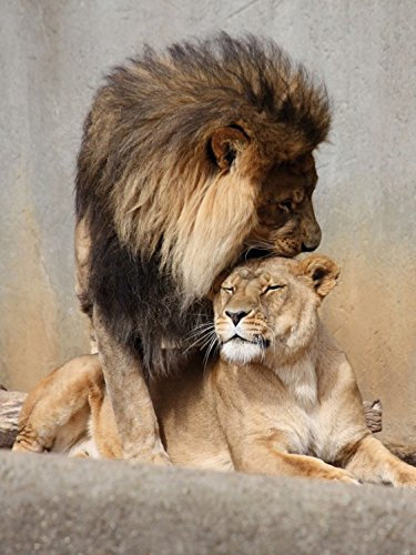 1art1 Raubkatzen Poster Löwen, Schmusekatzen Bilder Leinwand-Bild Auf Keilrahmen | XXL-Wandbild Poster Kunstdruck Als Leinwandbild 80x60 cm