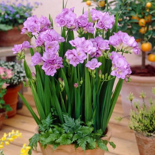7 x Freesia Double Blue – Pristine Blooms – Perennial – Summer Flowering Bulbs – Long-Lasting Cut Flowers – for Your Beautiful Garden