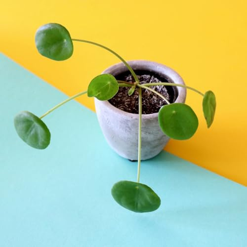 glückstaler - Pilea peperomioides - kletterpflanzen Chinesischer Geldbaum dekoration blumenstauden hochbeete für garten balkongewächshäuser gartendeko für draußen exotische 80samen