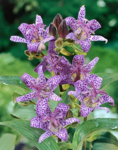 Tricyrtis hirta 9x9 cm Topf – Winterhart, Mehrjährig, Pflegeleicht – Krötenlilie – Staude für Schattenbeet & Gehölzrand