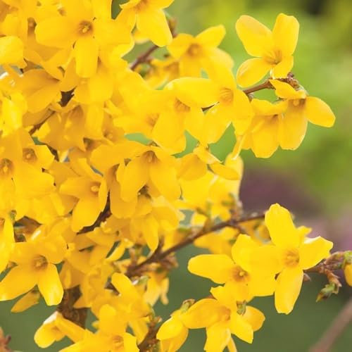 Plant Theory Week End Forsythia Forsythia x Intermedia Shrub Plant 2L Pot