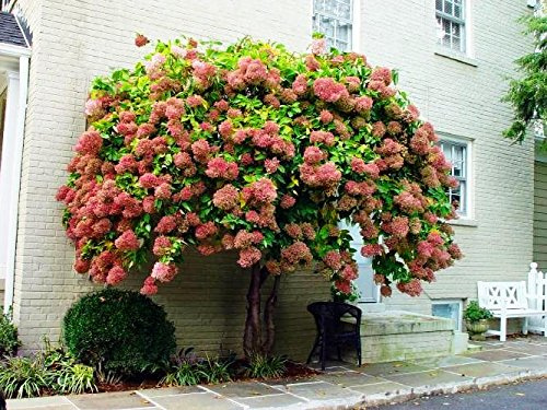 Hortensias Bleus Vraies Graines D'Hortensia D'Un Ero Seeds Belles Graines De Fleurs Chine La Croissance Naturelle Pour Le Jardin À La Maison Graines