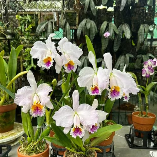 30 piezas semillas de orquideas jardín de semillas catleya, del balcon silvestres perennes, jardín rocas resistentes, perennes