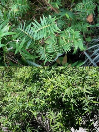 bambus Zierbaum winterfeste indoor garden exotische schnellwachsende winterhart stauden winterhart mehrjährig topfpflanzen sträucher 600samen