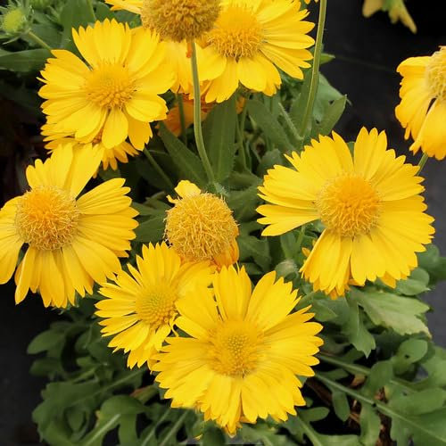 Gaillardia Flower Seeds Yellow 100pcs