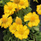 Semillas de flores de Gaillardia amarillas 100 piezas