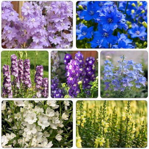 rittersporn blumenstauden winterhart dachbegrünung büropflanzen blumensaat blumendeko blumengarten wildblumen balkonblumen dekopflanze blumenbeet balkon biosaatgut blumensamen balkon 1000samen