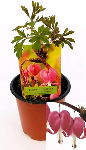 POWERS TO FLOWERS - DICENTRA SPECTABILIS, pianta vera