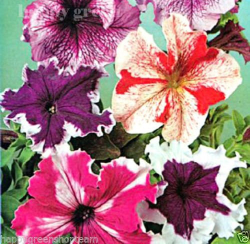 Grandiflora Petunia di Trascinamento Superbissima Balcon Pétunia - 100 Semi