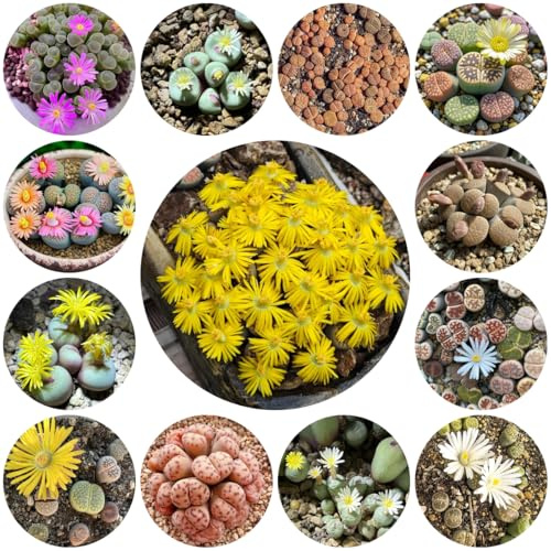 semi di mix di lithops, interno, esterno, estremamente resistenti, perenni 600pcs