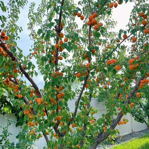 Semi di albicocco, semi di albicocca, le sono resistenti Prunus armeniaca, frutteto, semi di per luoghi soleggiati Gli da frutto nani sono resistenti 50pcs