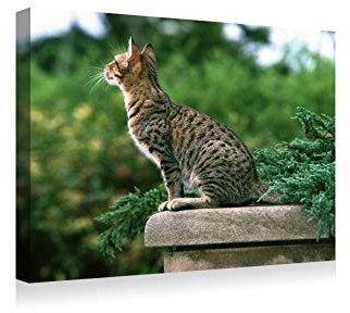 Todo Cultivo Hakaphos Azul Fertilizante. 25 Kilos. Abono de Primavera para riego por Goteo de brotacion y floracion.