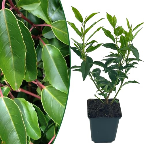 Portugiesischer Kirschlorbeer | 6 Stück | Prunus lusitanica angustifolia von Intragarten | winterhart und immergrün | Heckenpflanze im 9x9cm Topf