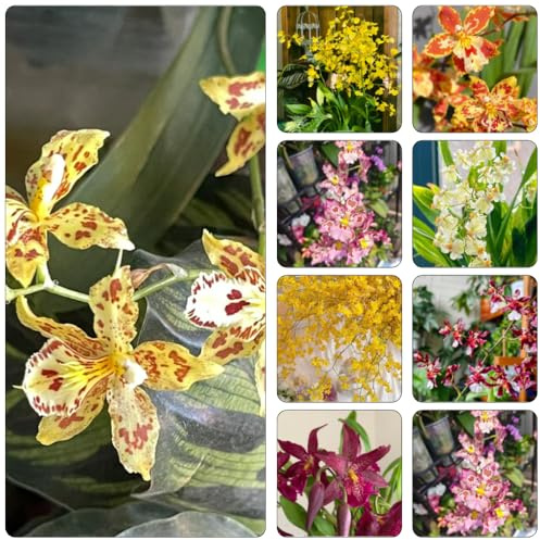 Oncidium orchidea giardino interni semi interni semi giardino scalatrici perenni resistenti decorativi balcone decorazioni per esterni 200pcs