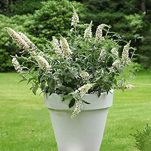 1 X BUDDLEJA DAVIDII 'Marbled White' Butterfly Bush DECIDUOUS Shrub Plant in Pot