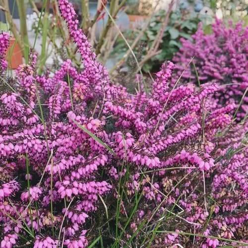 Heidekraut blumensaat exotische zimmerpflanzen wildblumen balkonblumen frühlingsblumen blumenstauden winterhart schmetterlingsflieder bonsai topf balkonpflanze frühblüher blumenwiese 130samen